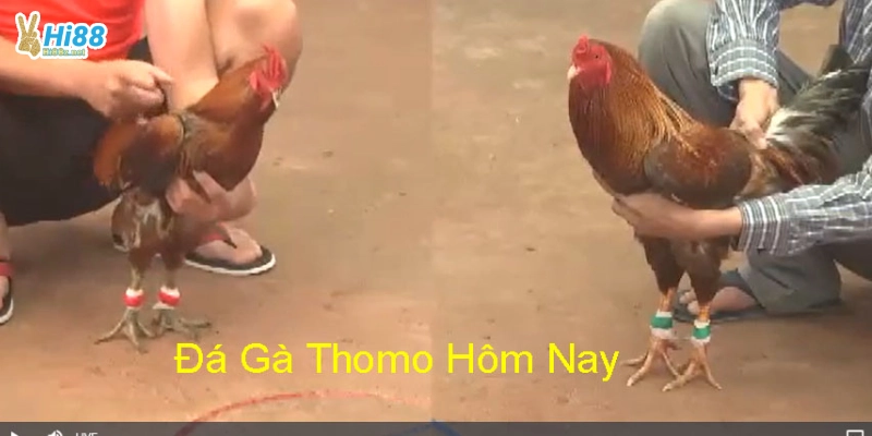 Trực tiếp đá gà Thomo hôm nay: Trận đấu nảy lửa